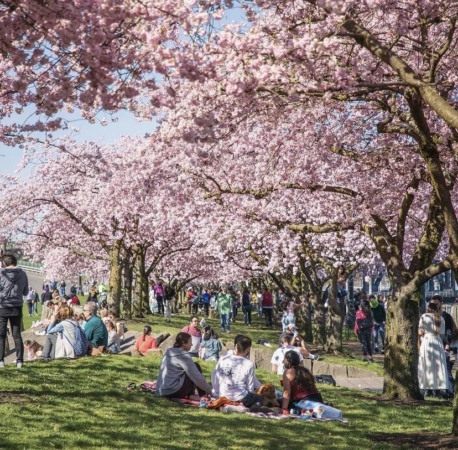 花見街道のイメージ