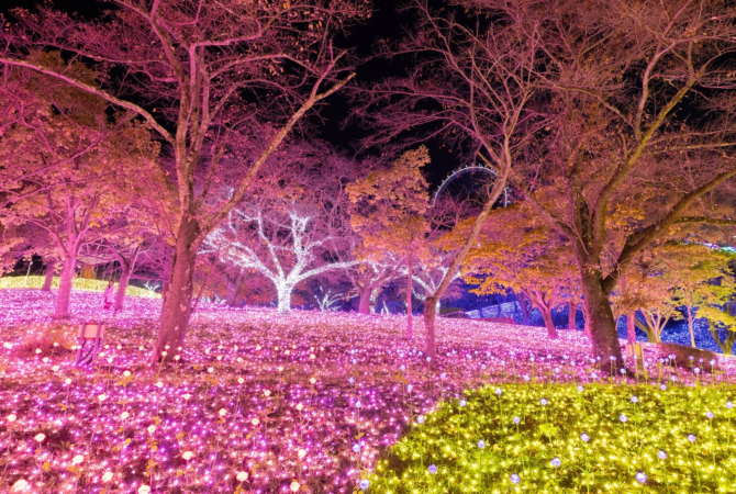 夜の公園でイルミネーションが輝く様子