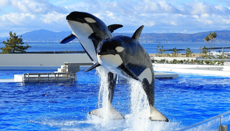 青空と海を背景に、2頭のシャチがプールから力強くジャンプし、盛大な水しぶきを上げている躍動感あふれる瞬間