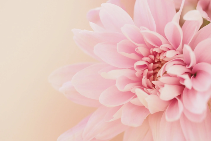 淡いピンク色の花