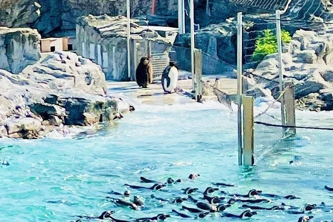 水族園のペンギン