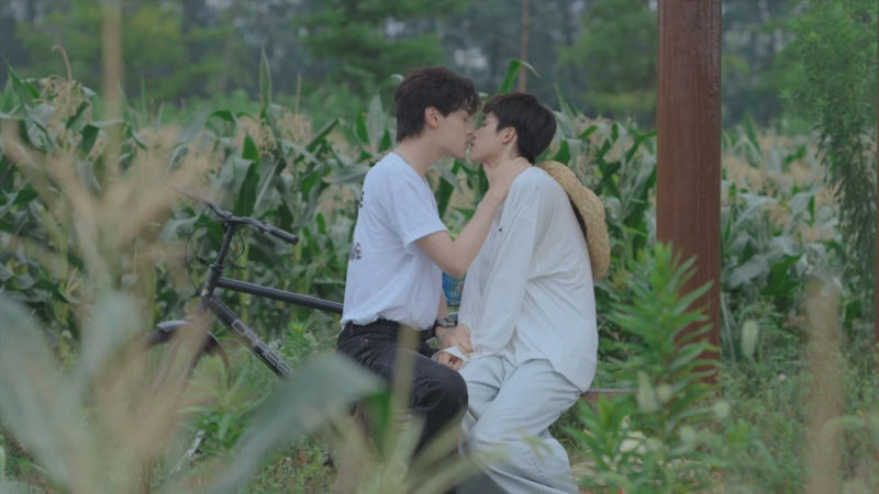 カップル、キス、畑