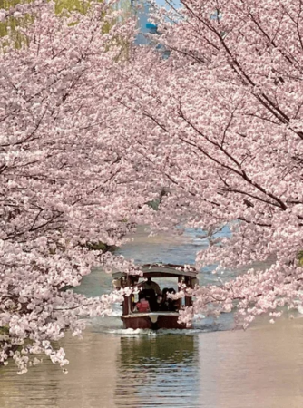 桜、花見、舟